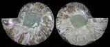 Polished Ammonite Pair - Agatized #54323-1